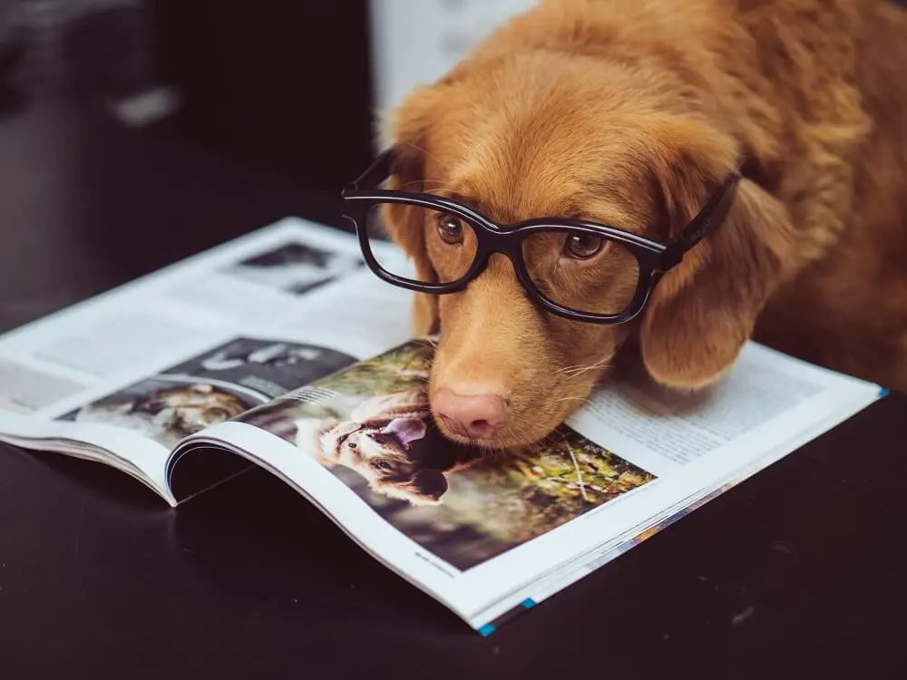 Funny Dog With Glasses