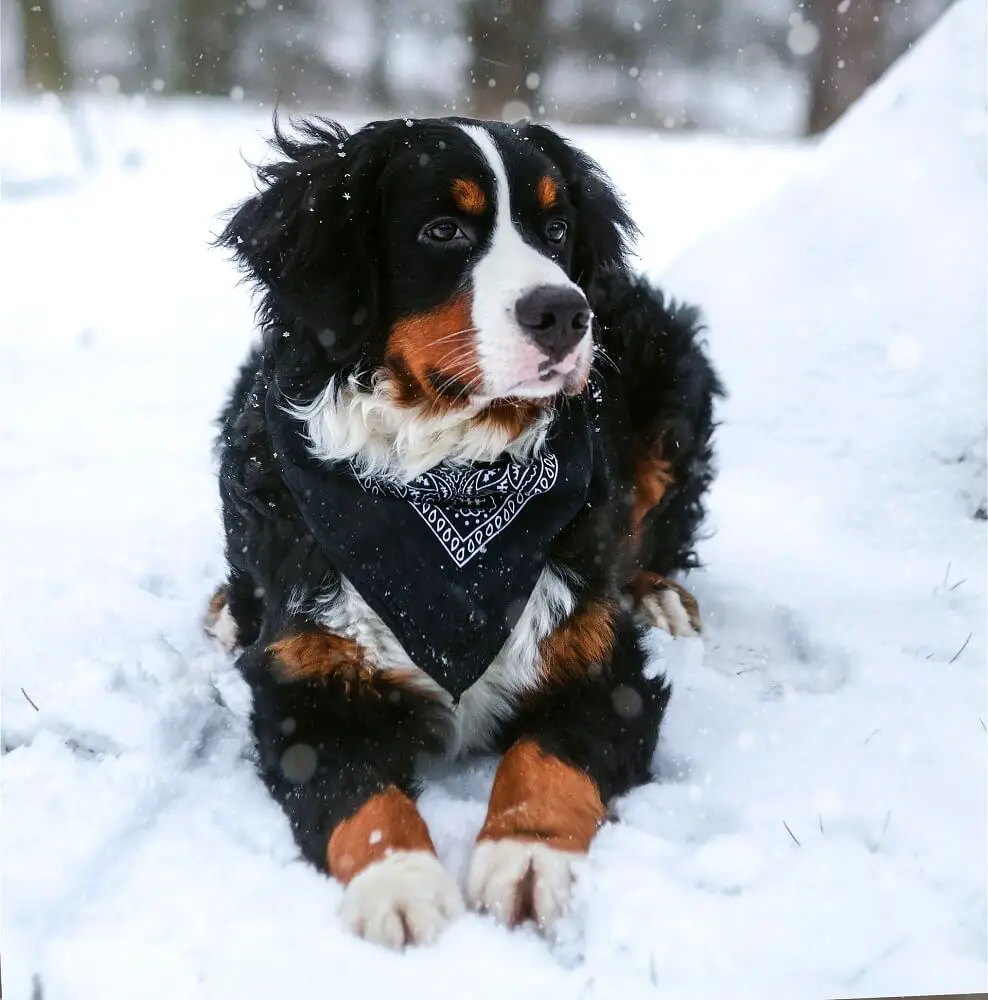 Cute dog in snow (1)