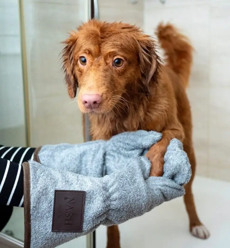 Dog Bathe clean dry wet (1)