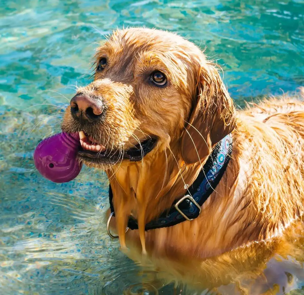 happy dog in water pool swim