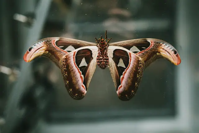 spiritual meaning of moths