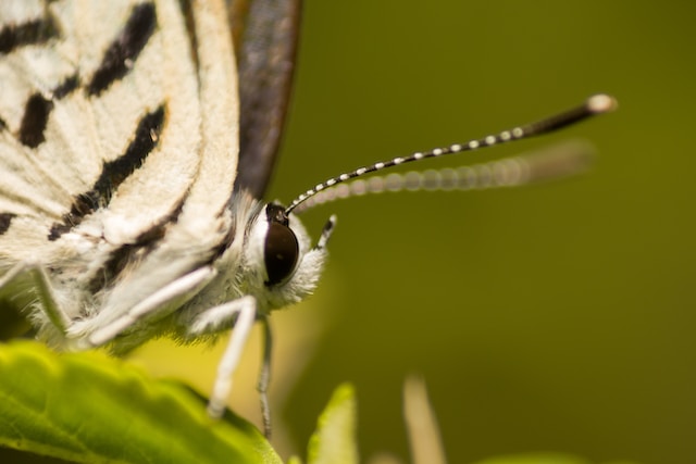 spiritual meaning of white moth (1)