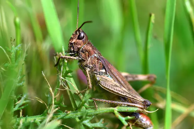 grasshopper spiritual meaning and symbolism 3