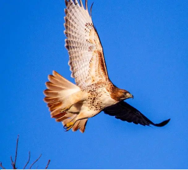 red tailed hawk meaning (1)