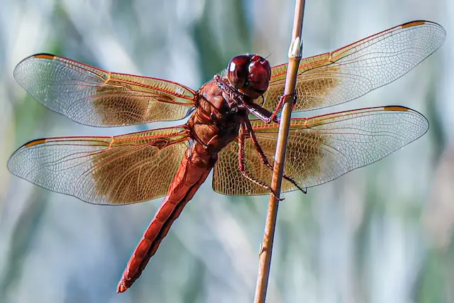 red dragonfly spiritual meaning (1)