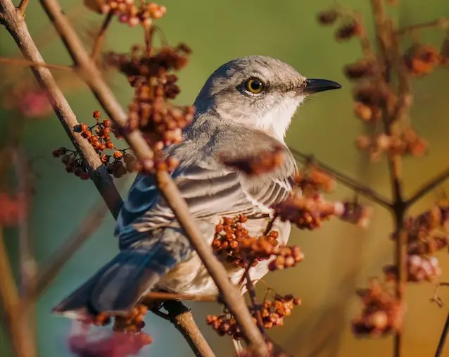 spiritual meaning of mockingbird and its symbolism (3)
