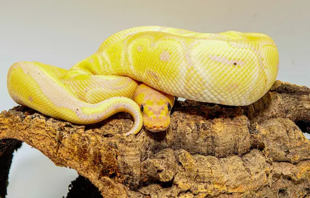 Meaning Of Yellow Snakes In Dream Interpretation And Symbolism (1)