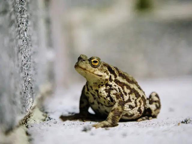 spiritual meaning toad 1